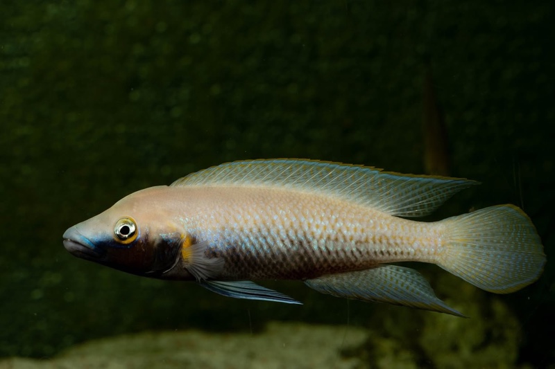 Neolamprologus nigriventris 'Kiku'